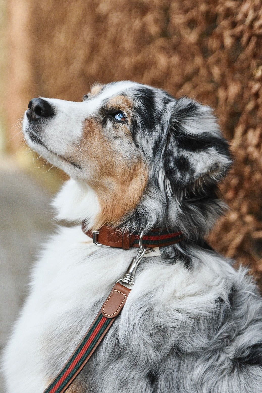 Baseball Green 高級犬用リードと首輪セット（小型犬　中型犬） Baseball Green 高級犬用リードと首輪セット（小型犬 中型犬） 【公式