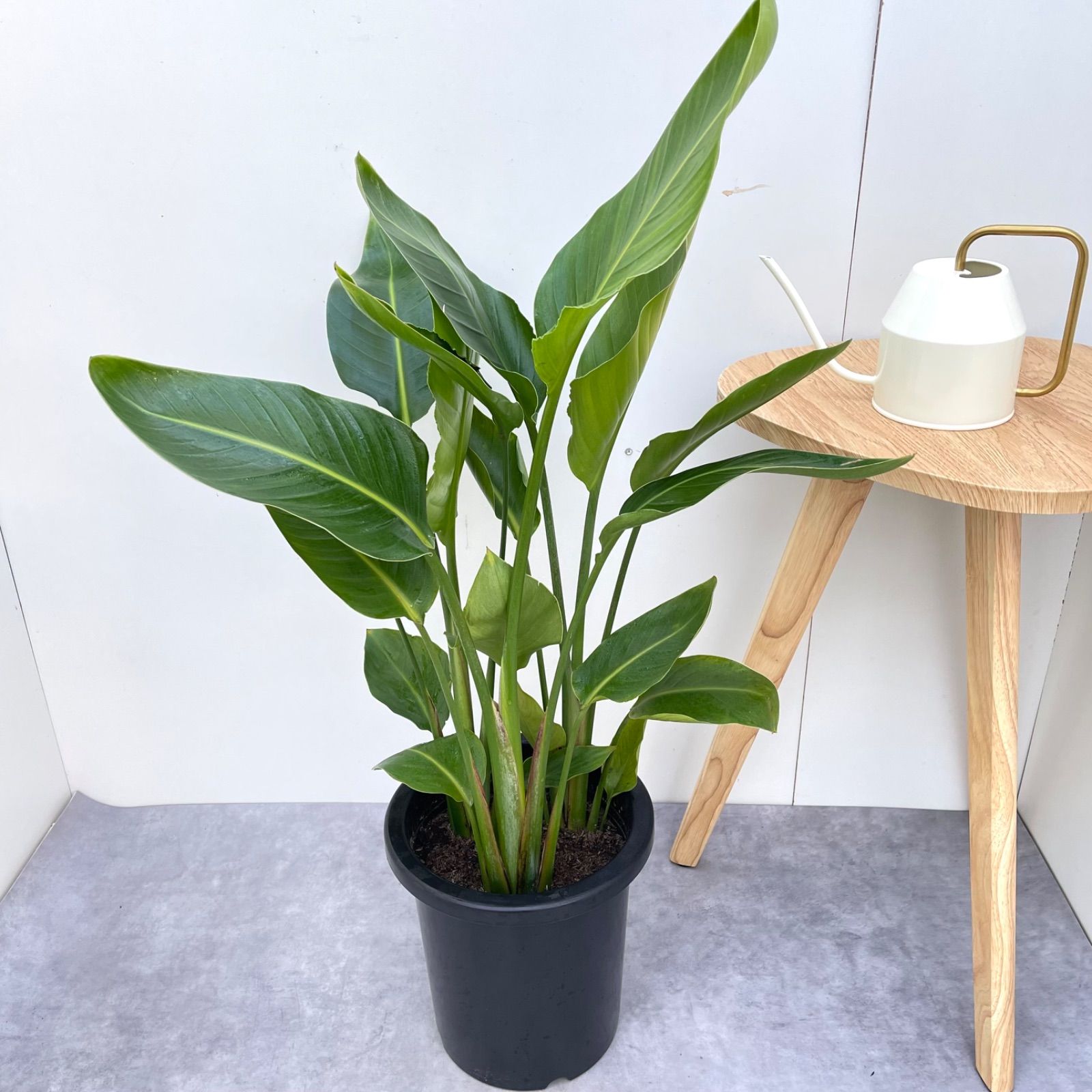 ストレチア オーガスタ 2【現品】観葉植物 室内 大型 観葉植物 ストレチア オーガスタ 2【現品】観葉植物 室内 大型 観葉植物