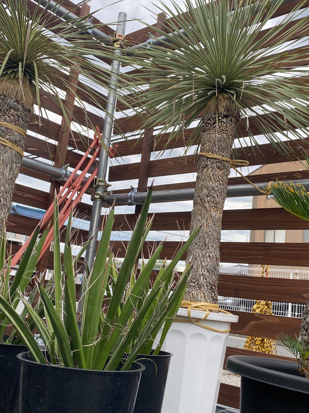 ユッカ・カルネロサーナ ユッカ・カルネロサーナの配達 | 有限会社