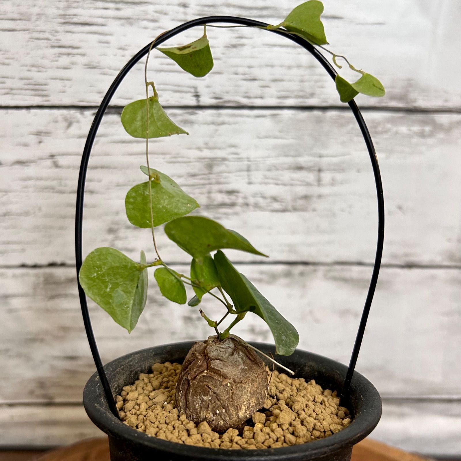 塊根植物 コーデックス 銀葉亀甲竜(ディオスコレア ヘミクリプタ 塊根植物 コーデックス 銀葉亀甲竜(ディオスコレア ヘミクリプタ