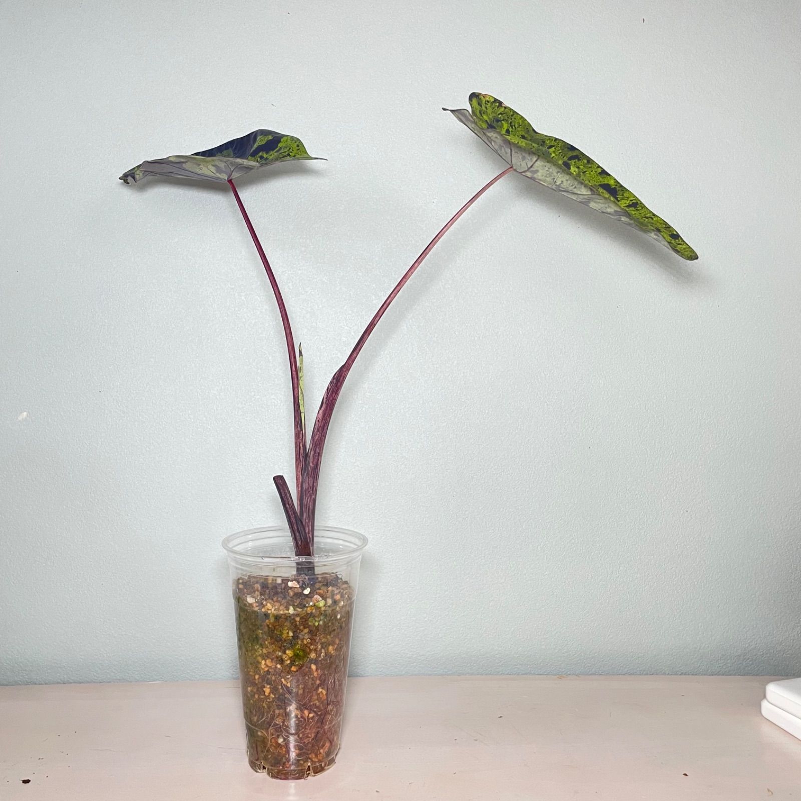 希少】コロカシア モヒート 美株 colocasia mojito - メルカリ
