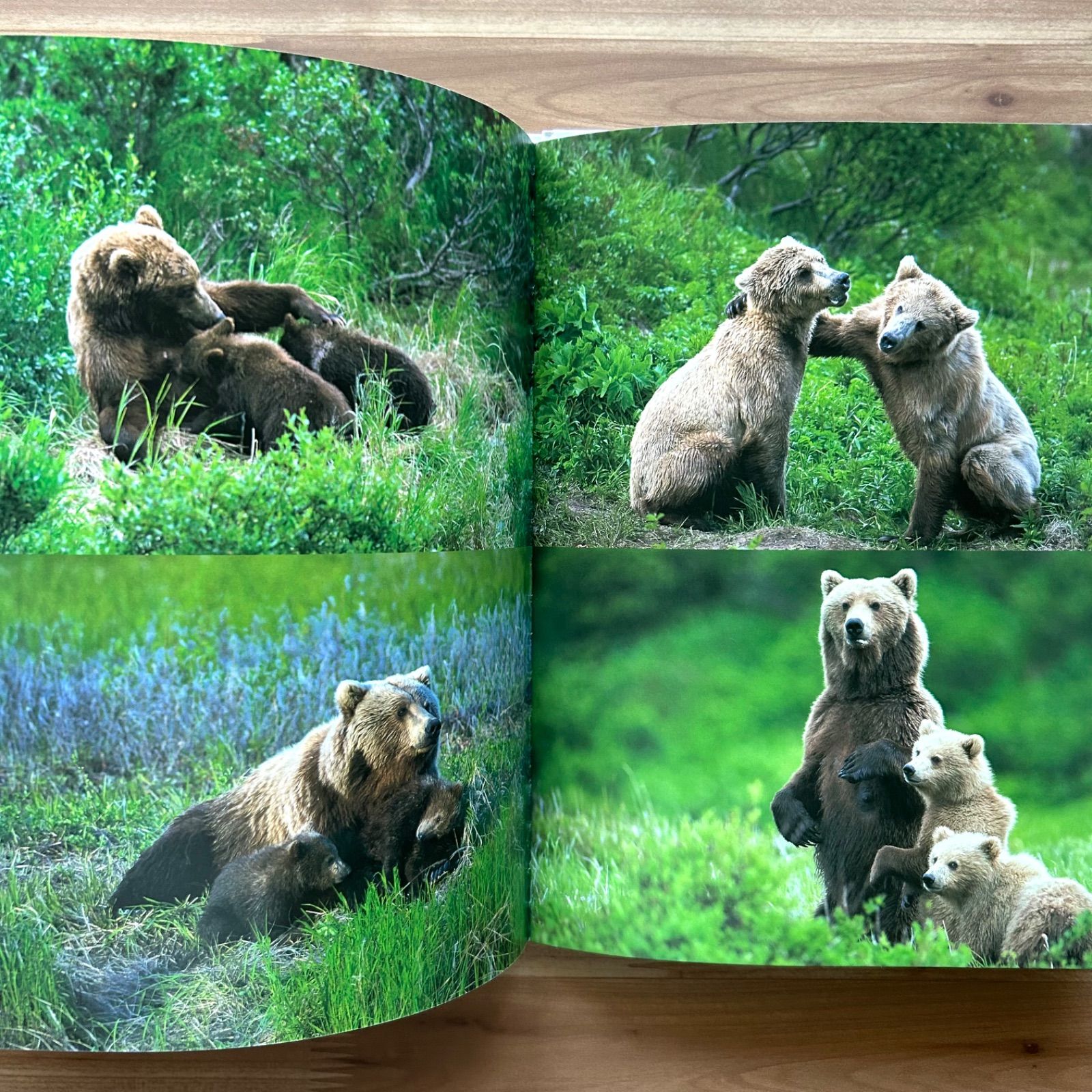 たくさんのふしぎ　アラスカ　クマよ　星野道夫　福音館 クマよ (たくさんのふしぎ傑作集) | 星野 道夫, 星野 道夫 |本