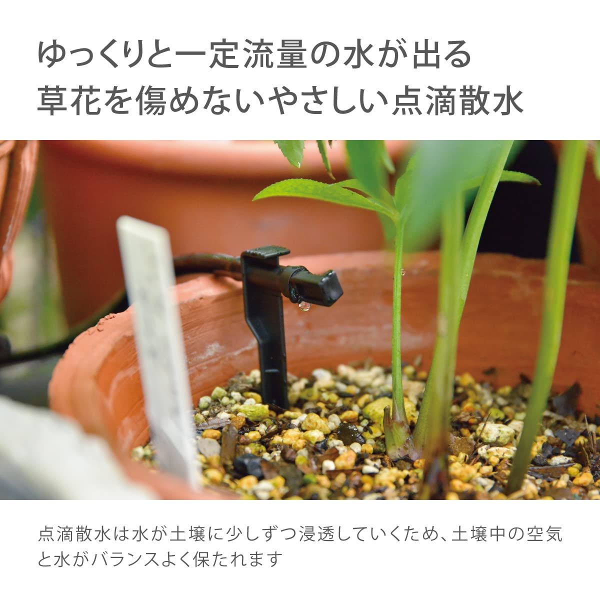 鉢植え用