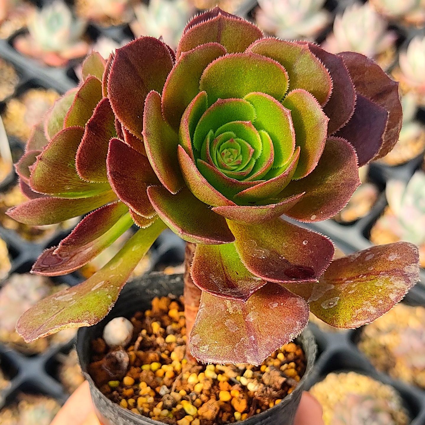 多肉植物 アエオニウム ハロウィン またとない 