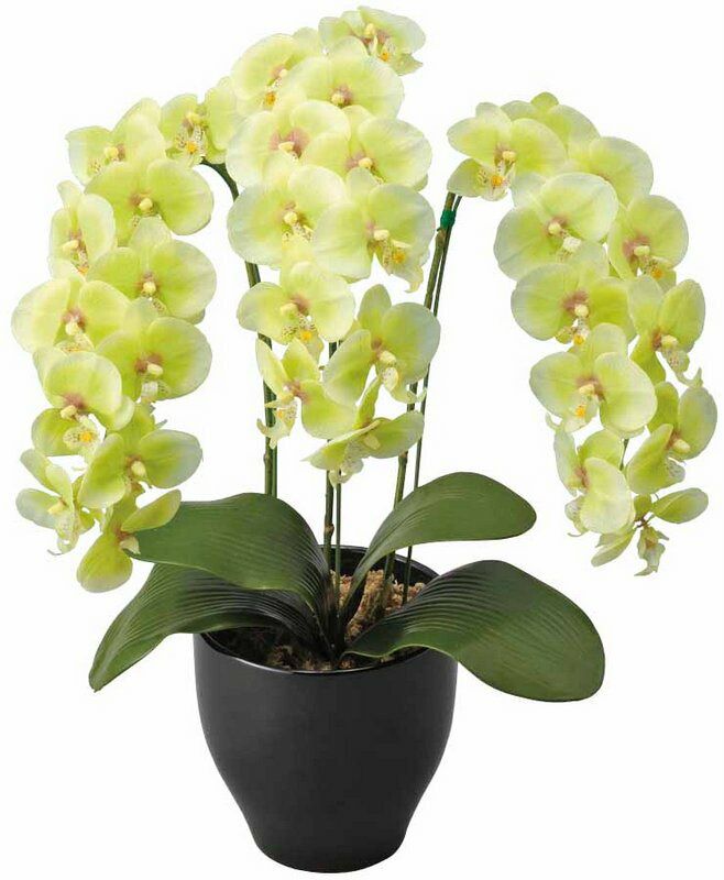 アートフラワー 造花 フレッシュ胡蝶蘭Ｇ/光触媒〔フロアタイプ〕/光触媒 観葉植物 ウンベラータ フェイクグリーン 花 胡蝶蘭 開店祝い 開業祝い 誕生祝い 造花 アートフレーム おしゃれ 飾