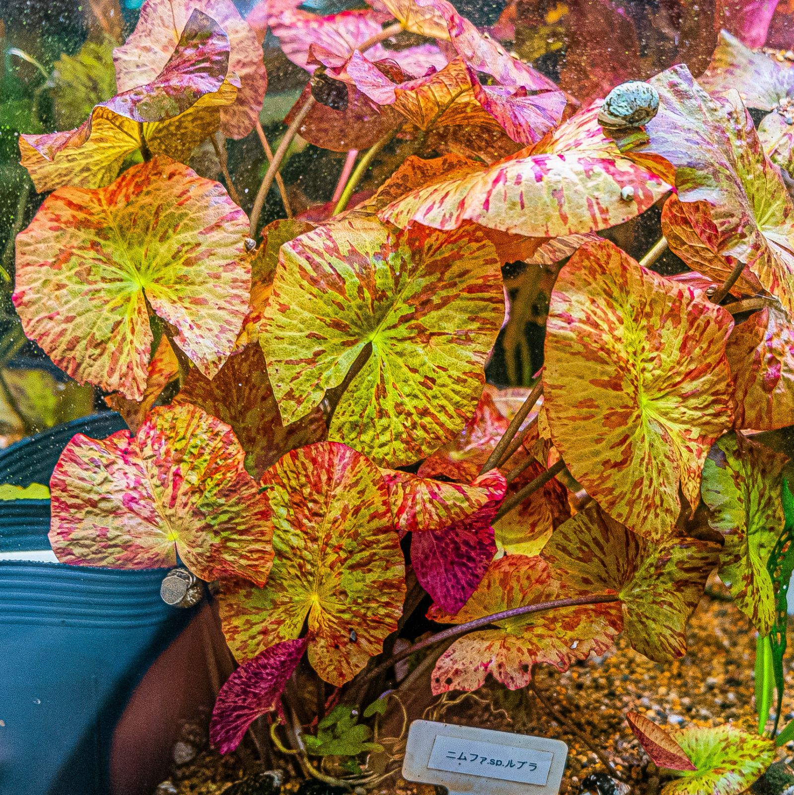 ニムファ sp.ルブラ