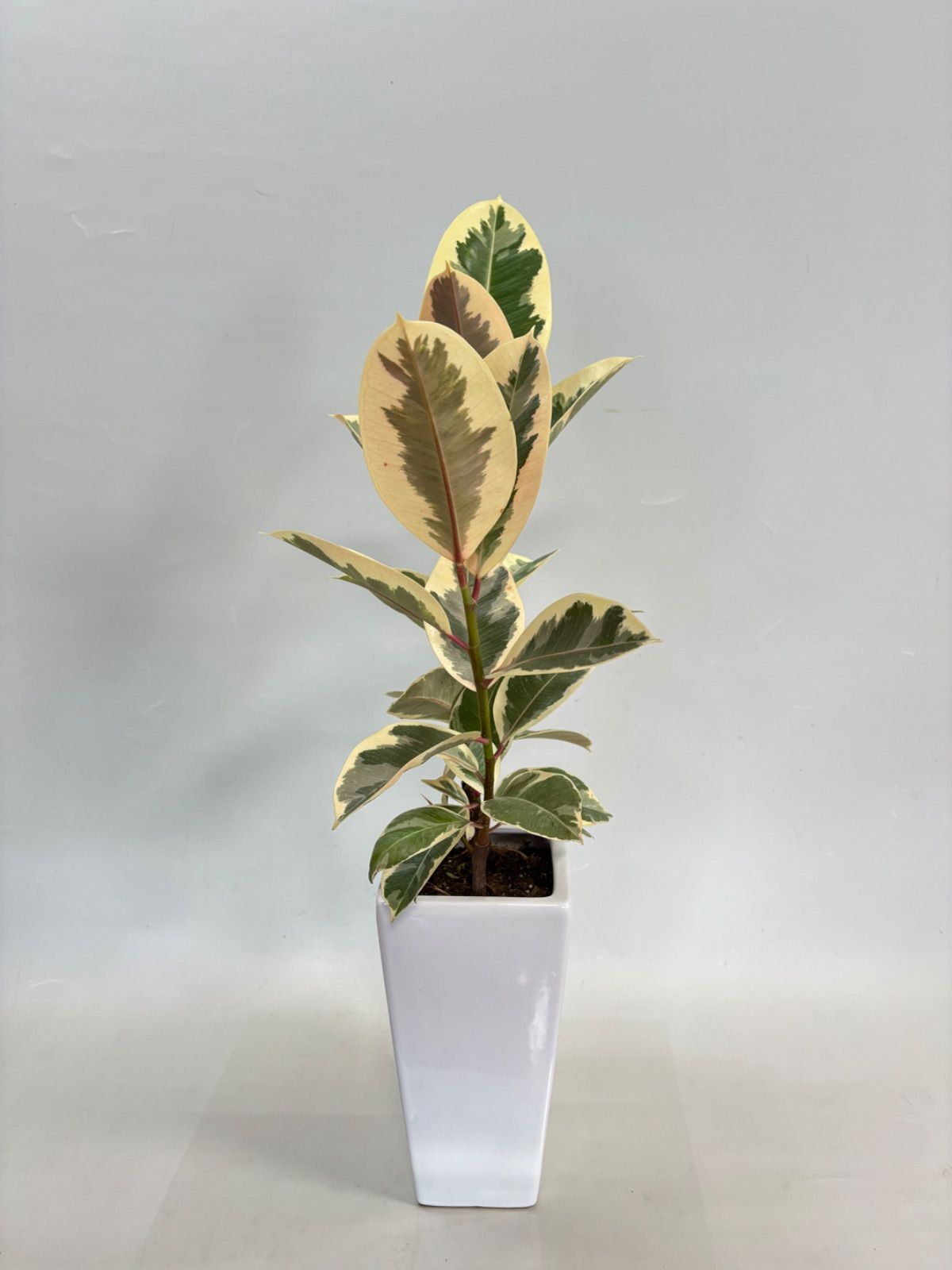 現品］1番 フィカス ウンベラータ 曲がり 8号 観葉植物 室内 大型 ゴム