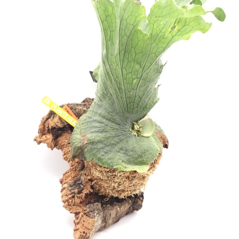 277 ビカクシダ ワンダエ 女王 P.Wandae 板付 観葉植物 希少植物