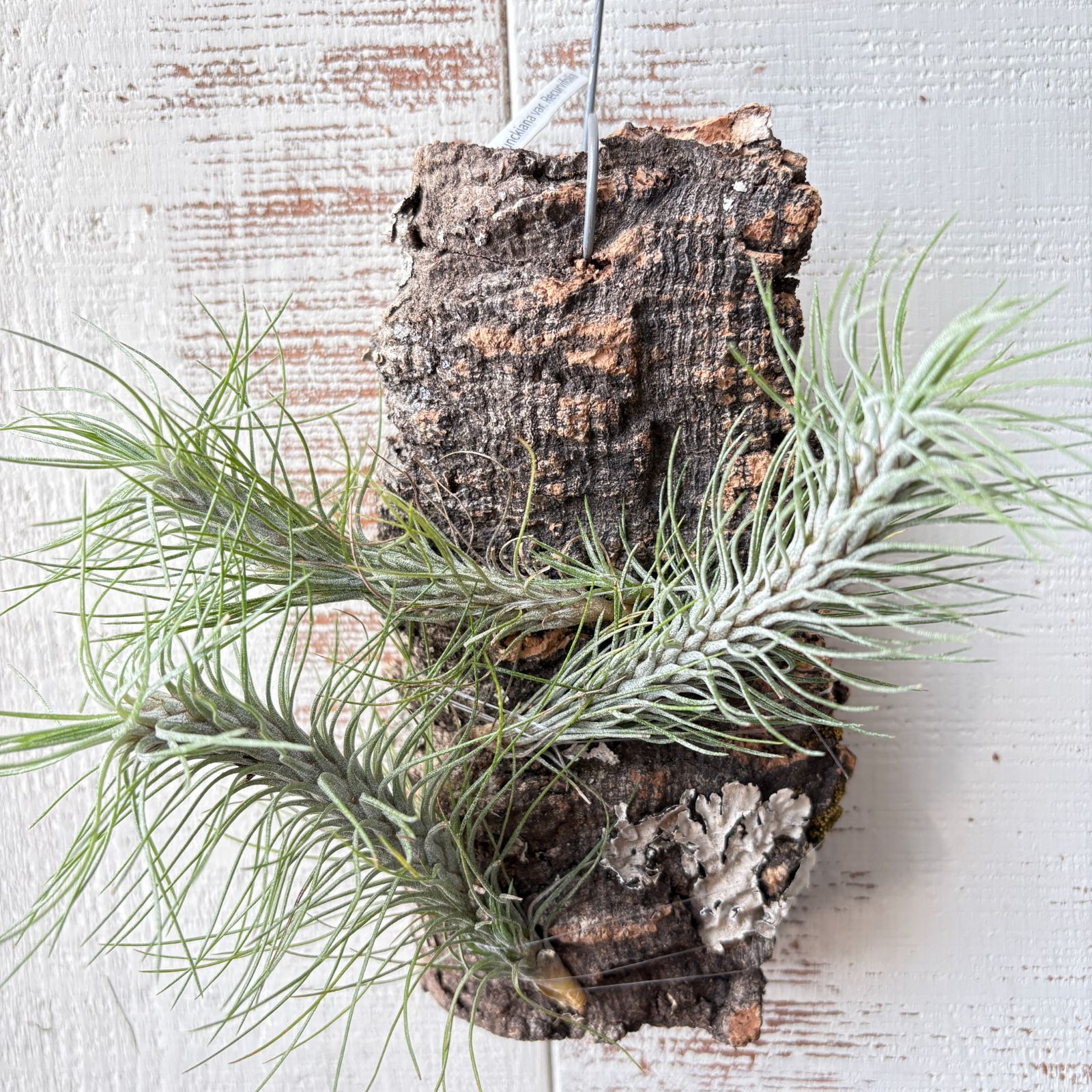 菫〉Tillandsia 'カミヤズプライド' (フックシー x フンキアナ