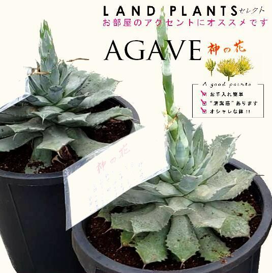 アロエ TCTハイブリッド ライオンクイーン 赤札 J97