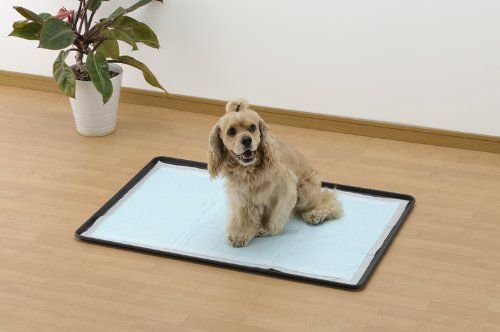 犬生活