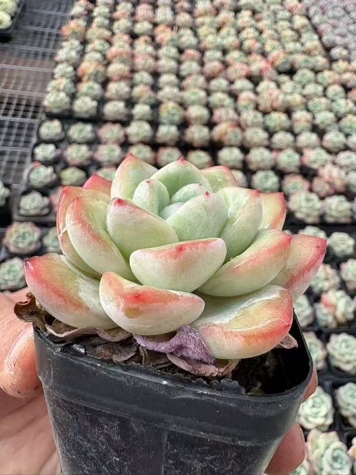 70株の抜き苗セット】いちごシュー 多肉植物 佐川急便発送 エケベリア