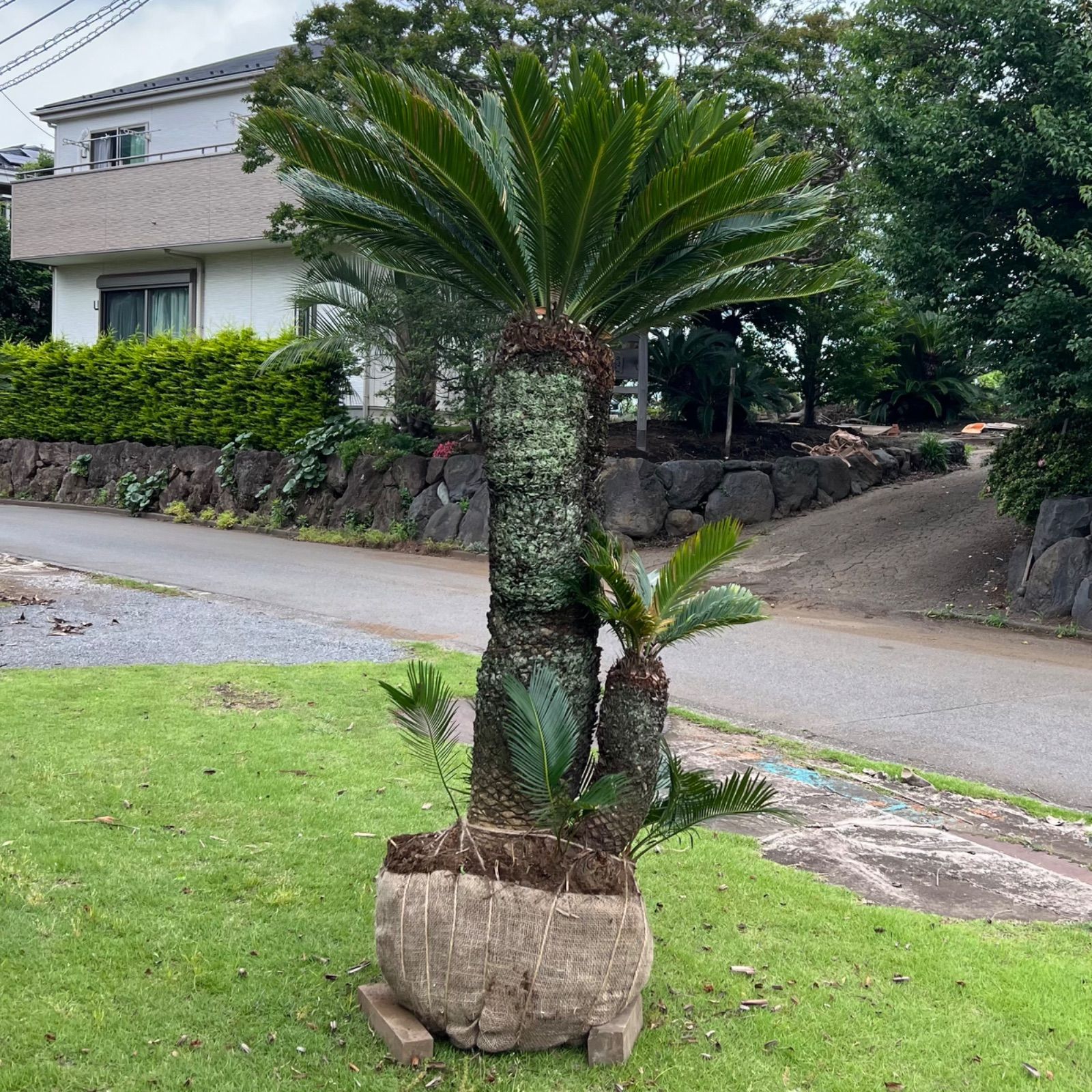 ダブルヘッド】ソテツ - メルカリ