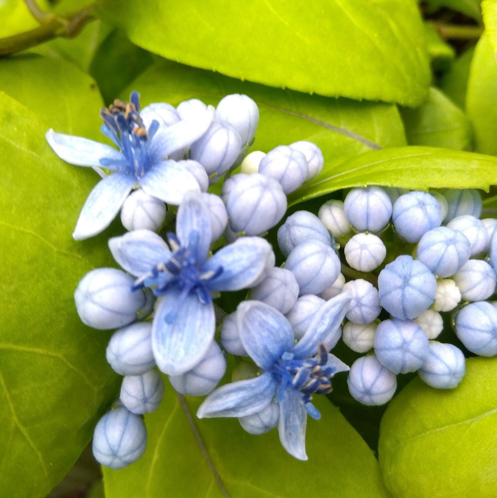 常緑紫陽花]碧のひとみ苗 - 通販 - guianegro.com.br