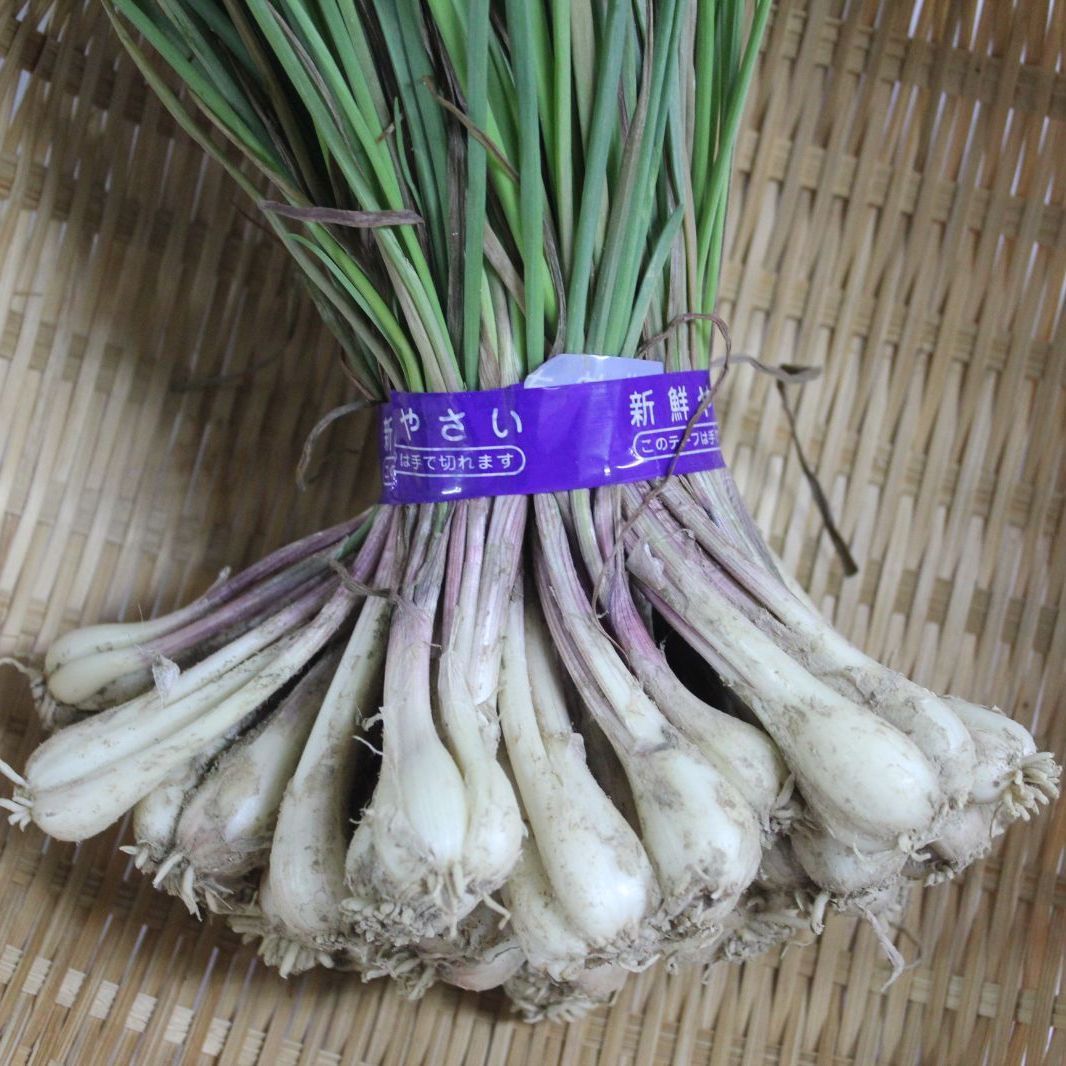 沖縄県産 島らっきょう 1kg - OKINAWA Tamaseika - メルカリ