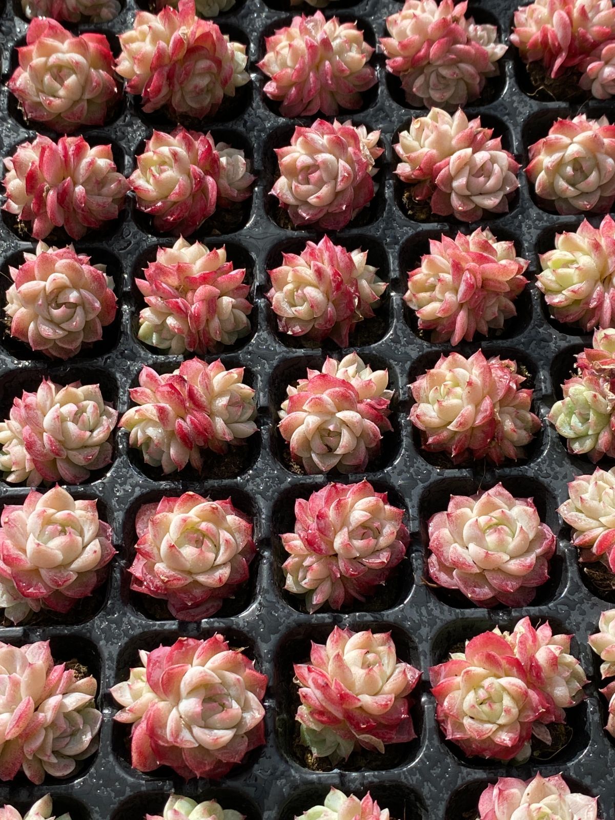 在庫1セット バラの妖精 XP703×128苗 土付き 詰め合わせ 多肉植物 エケベリア 韓国苗 新入荷