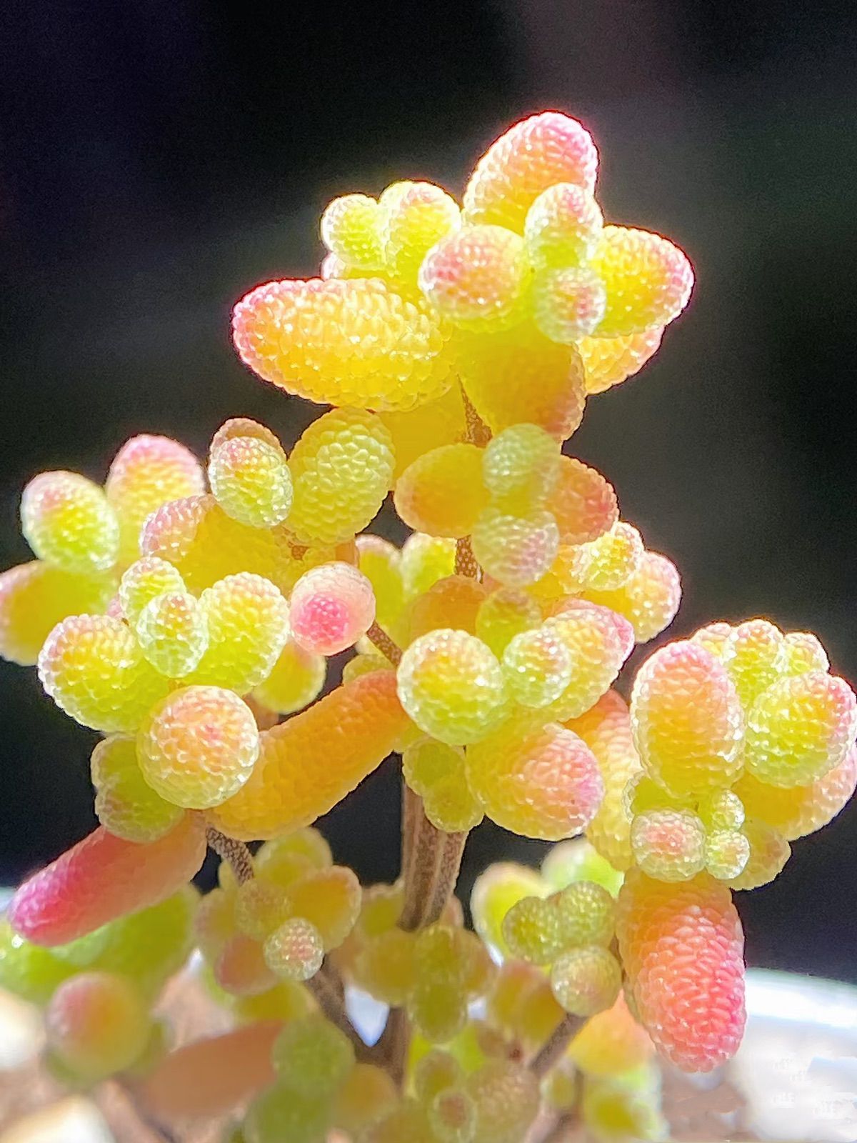 多肉植物 ドロサンテマム キラキラ 金橘 抜き苗 1株 - メルカリ