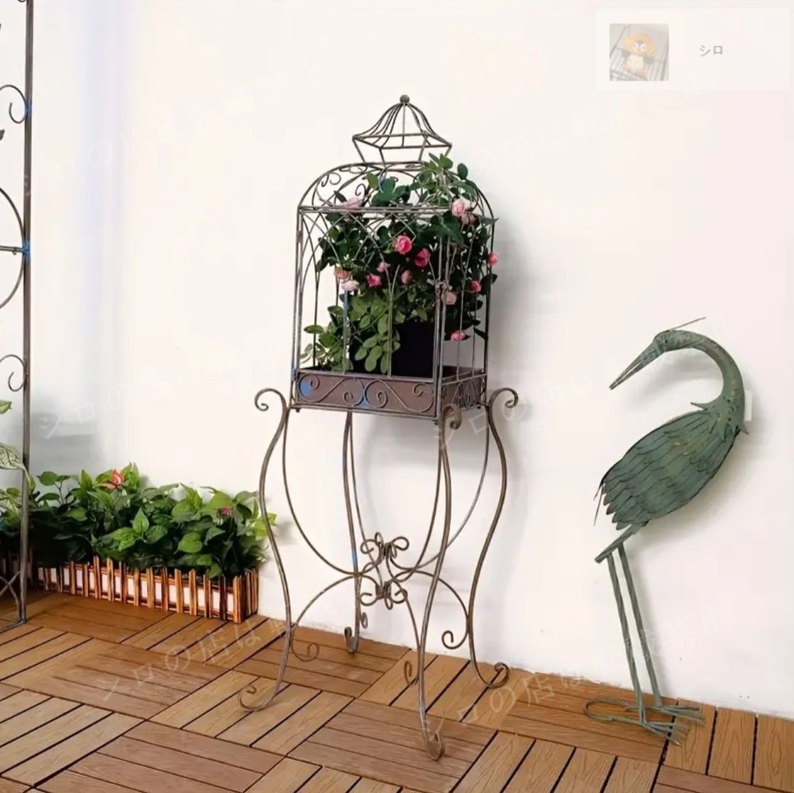 タグ付き ブレクナム オブツサタム 3株セット Blechnum obtusatum var