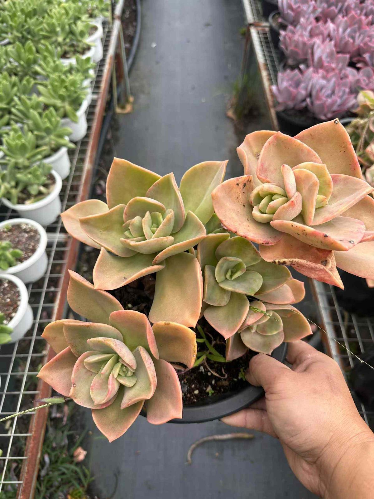 ZAN9×6 ガシ 抜き苗 多肉植物 アエオニウム エケベリア 韓国苗