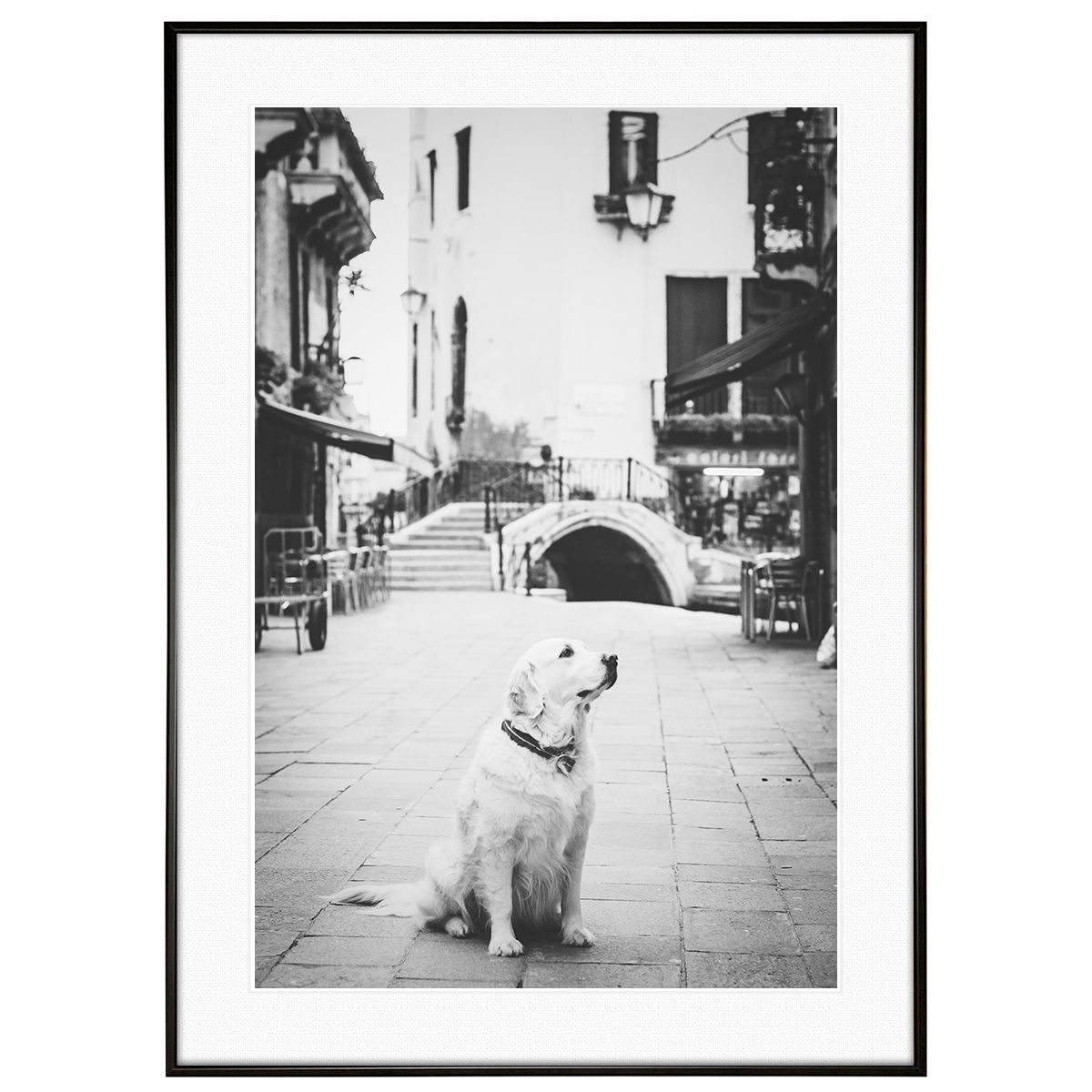 動物写真  イタリア ベニスのラブラドールレトリーバー インテリアアートポスター写真額装 AS1161