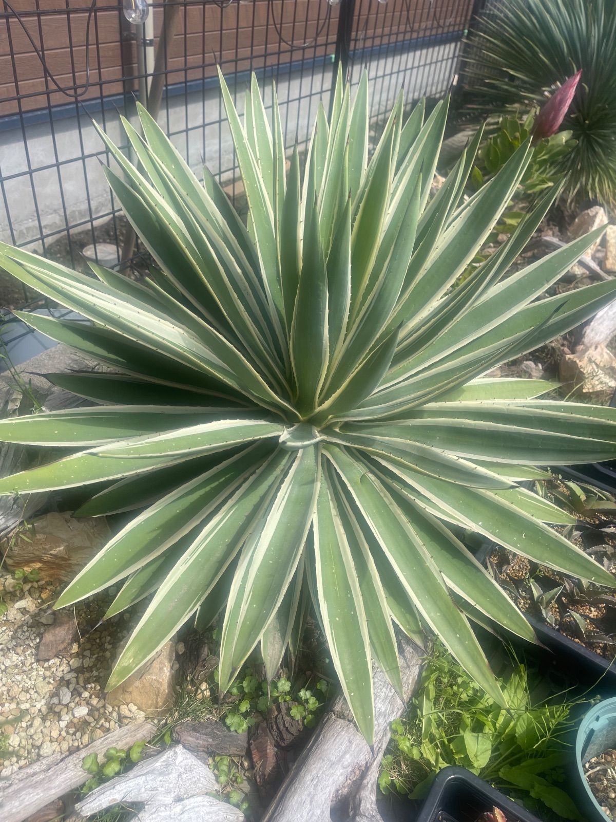 アガベ ハクセンコウ 白閃光 特大❗ 楽天市場】アガベ（白閃光