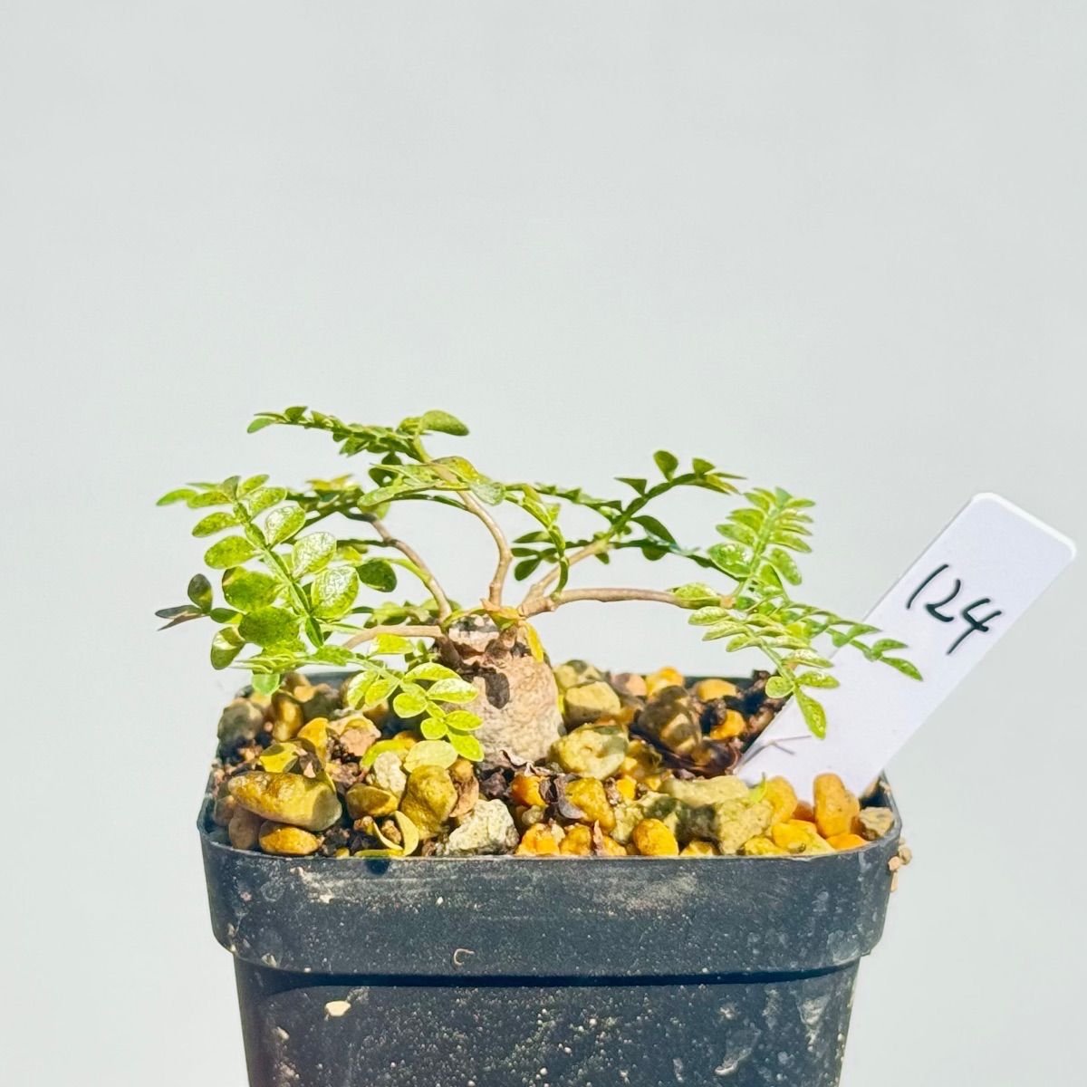 オペルクリカリア パキプス パワータンク124 - メルカリ