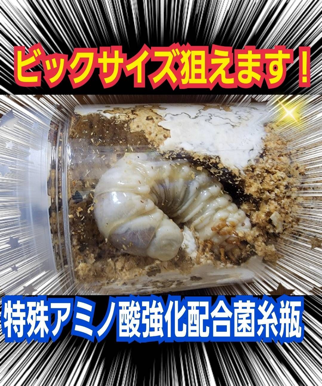 極上！カワラタケ菌糸瓶【6本】特殊アミノ酸強化配合！タランドゥス