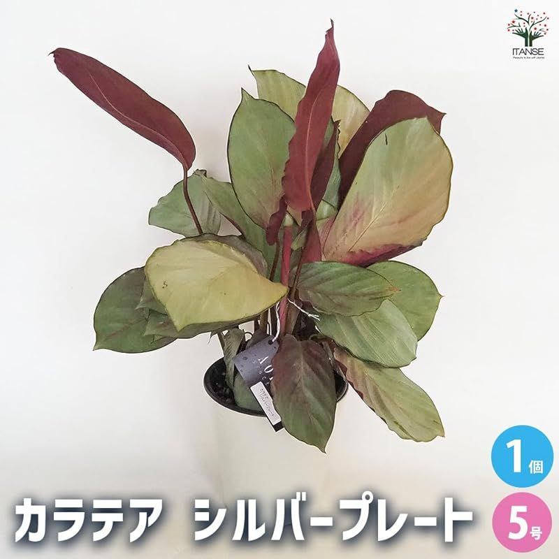 ITANSE カラテア シルバープレート 5号 1個売り 品種で選べる観葉植物 学名 Calathea Silver Plate クズウコン科 多年草 原産地 中南米 光沢のあるシルバーグリーンの葉が特徴 葉の表面は 均一に輝く緑がかった灰色で