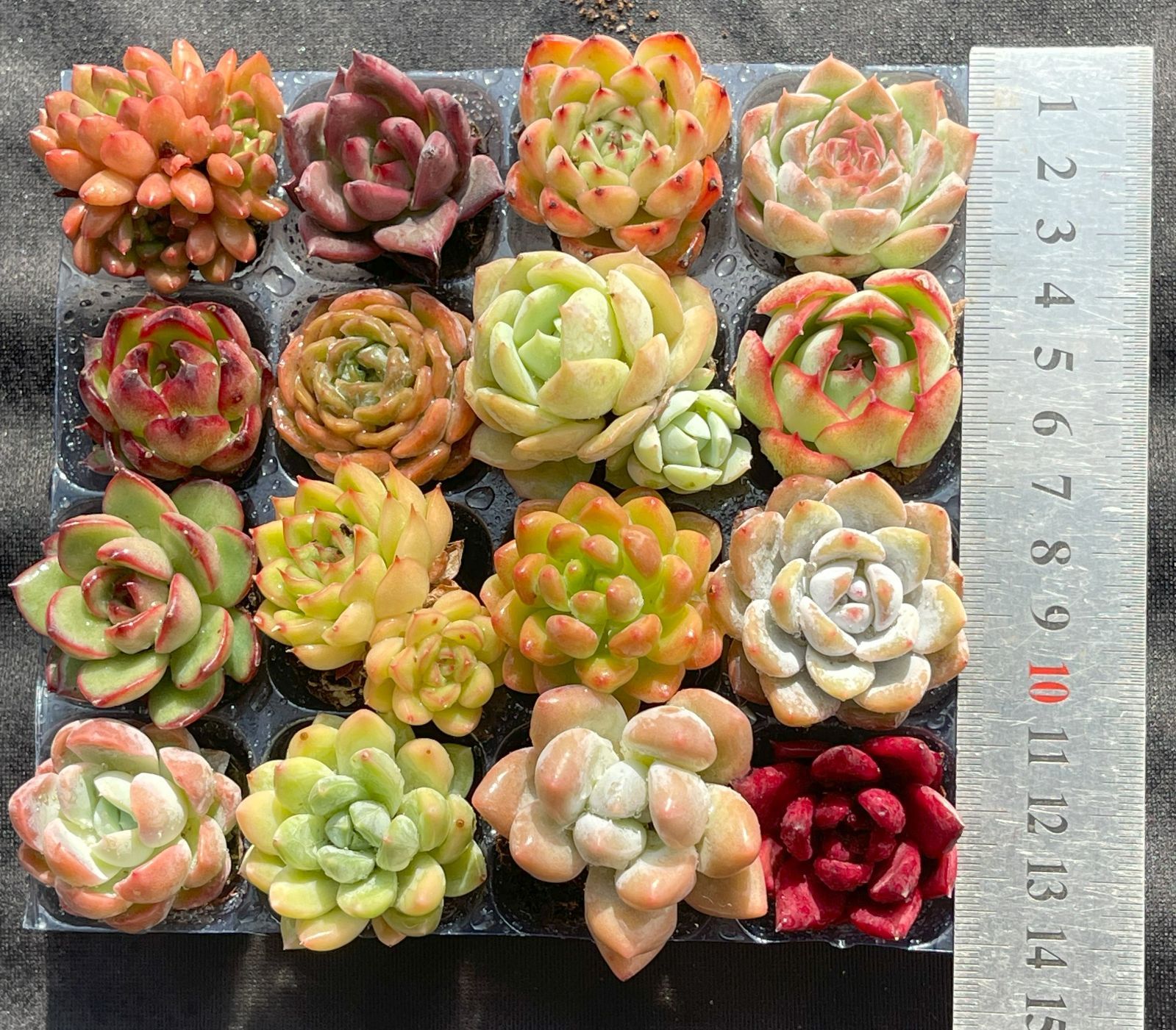 特大❣️豪華根付き韓国苗寄せ植え❣️ 根付き小株8個セット エケベリア 韓国苗 多肉植物 寄せ植え