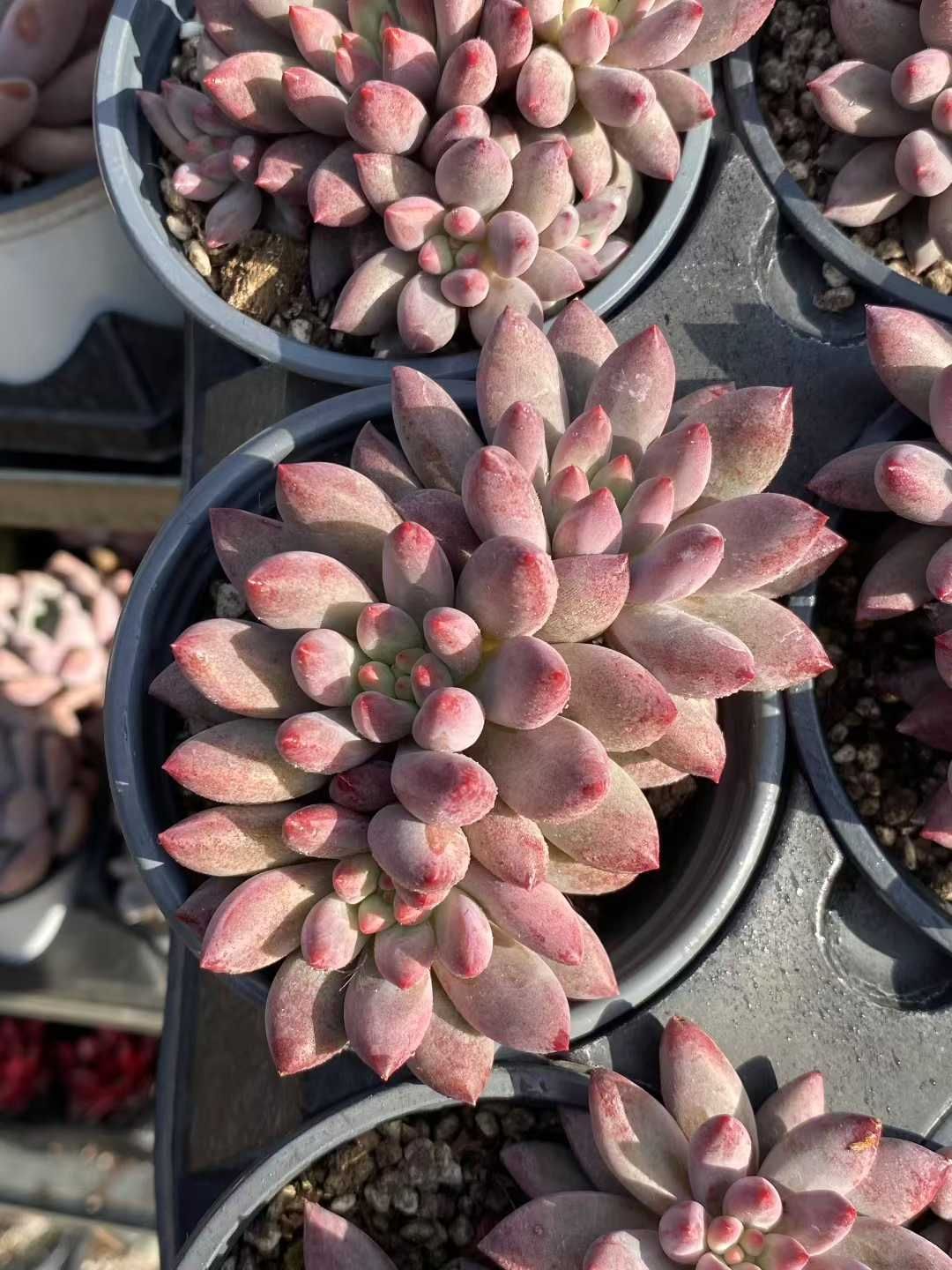 18株の抜き苗セット 金魚姫群生 多肉植物 佐川急便発送 エケベリア 韓国苗 MY444 YUZUMIYA_COM