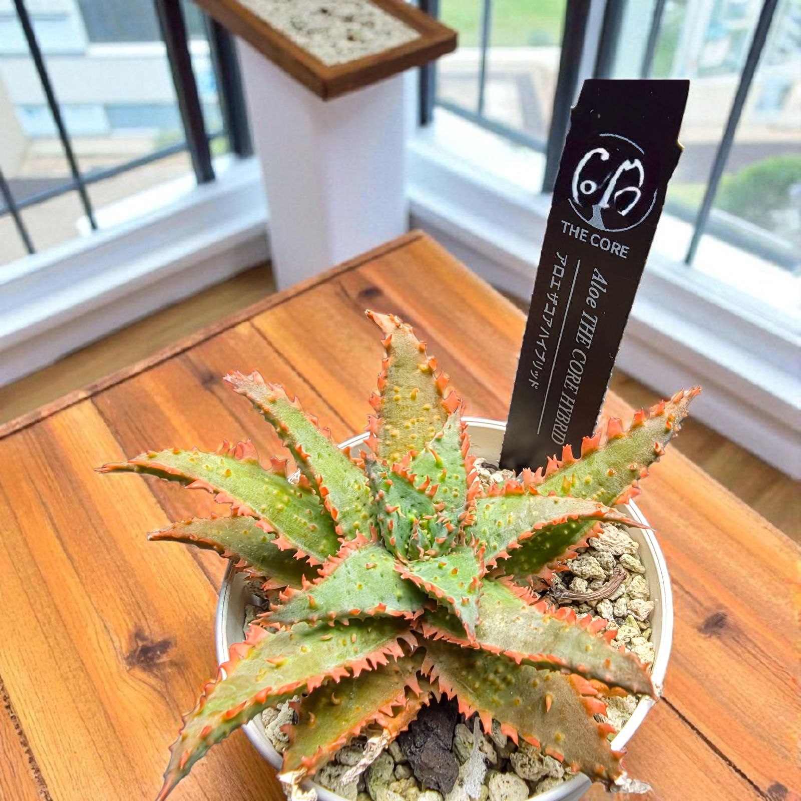 極上美株】アロエ ザ・コア ハイブリッド (Aloe 'THE CORE' HYBRID