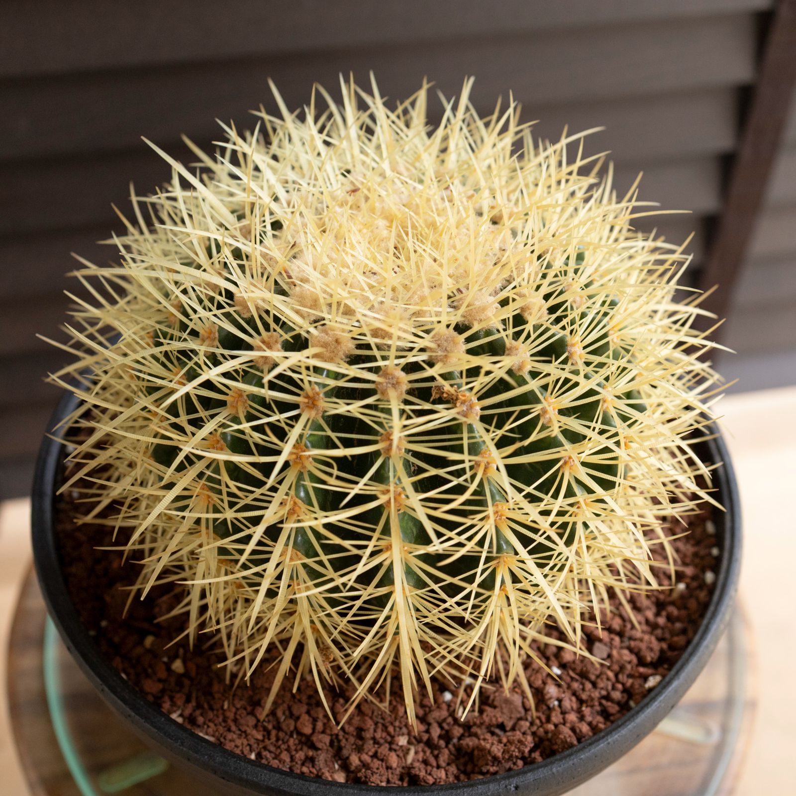 発根済 24cm 金鯱 サボテン 8号 ドライガーデン 金シャチ キンシャチ 陶器鉢 1025BK-1 USTAUSTRALIA_COM_AU