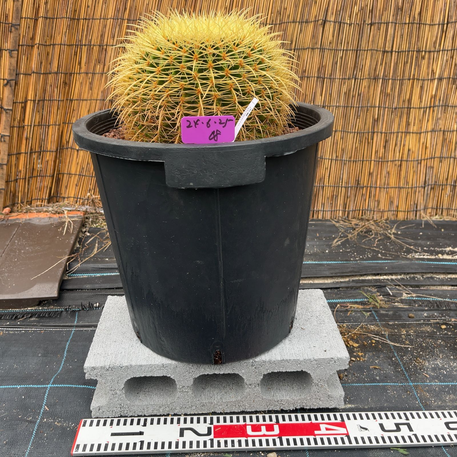 鉢ごと発送】サボテンの王様！金色サボテン / 金鯱（キンシャチ）Golden barrel cactus / 12号 黒鉢【現品】M24-6-25-08  - メルカリ