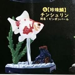 未開封 金魚立体図鑑 全8種 フィギュア まとめ売り Amazon.co.jp: ミニ金魚フィギュアセット ミニチュア金魚の置物