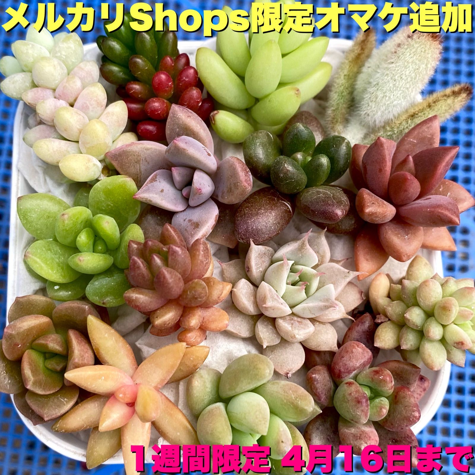 次回発送14日(金)です】多肉植物 カット苗 15品種【1週間限定 16日迄