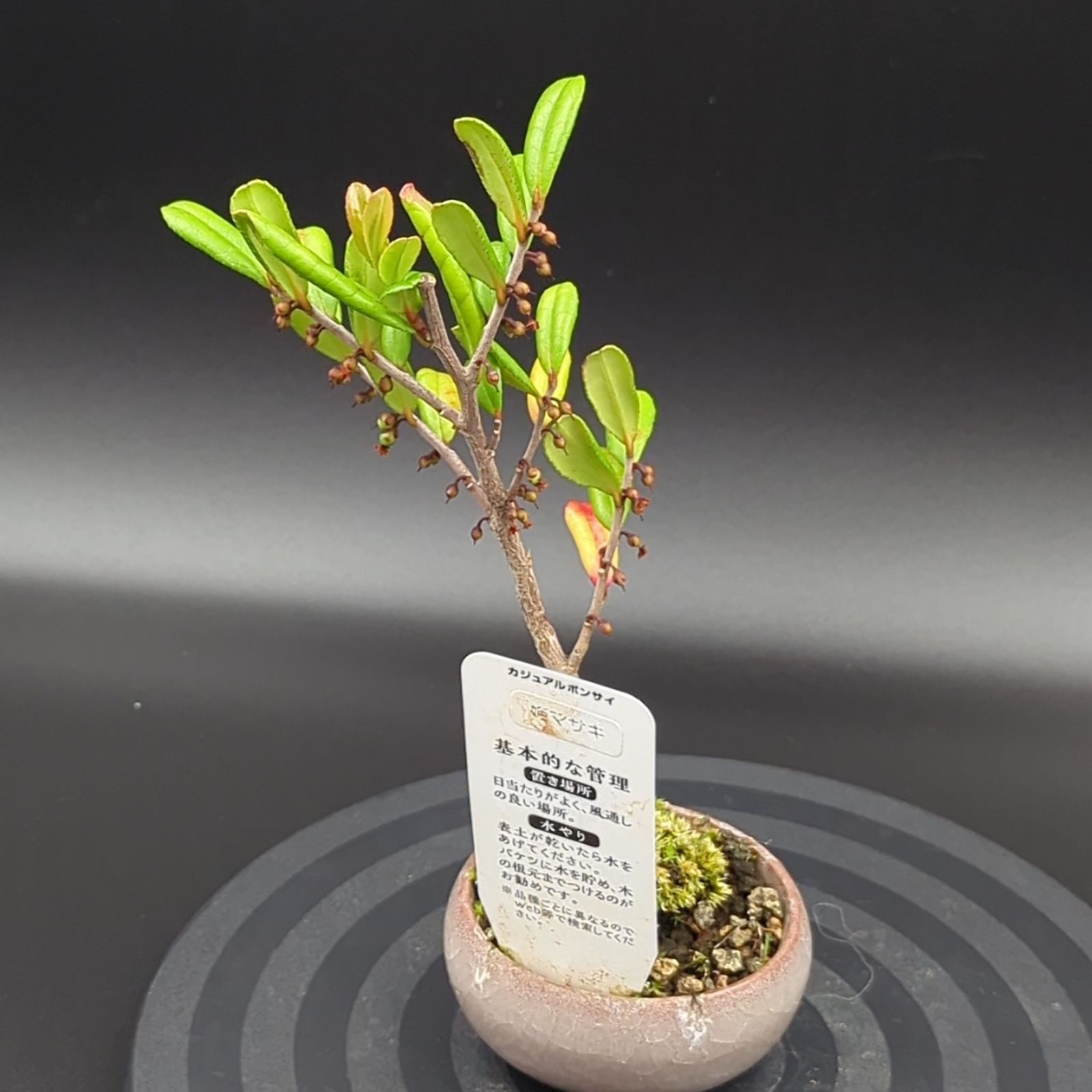 姫蘇鉄 盆栽 古木 ロング 希少 姫蘇鉄 盆栽 古木 ロング 希少 姫蘇鉄