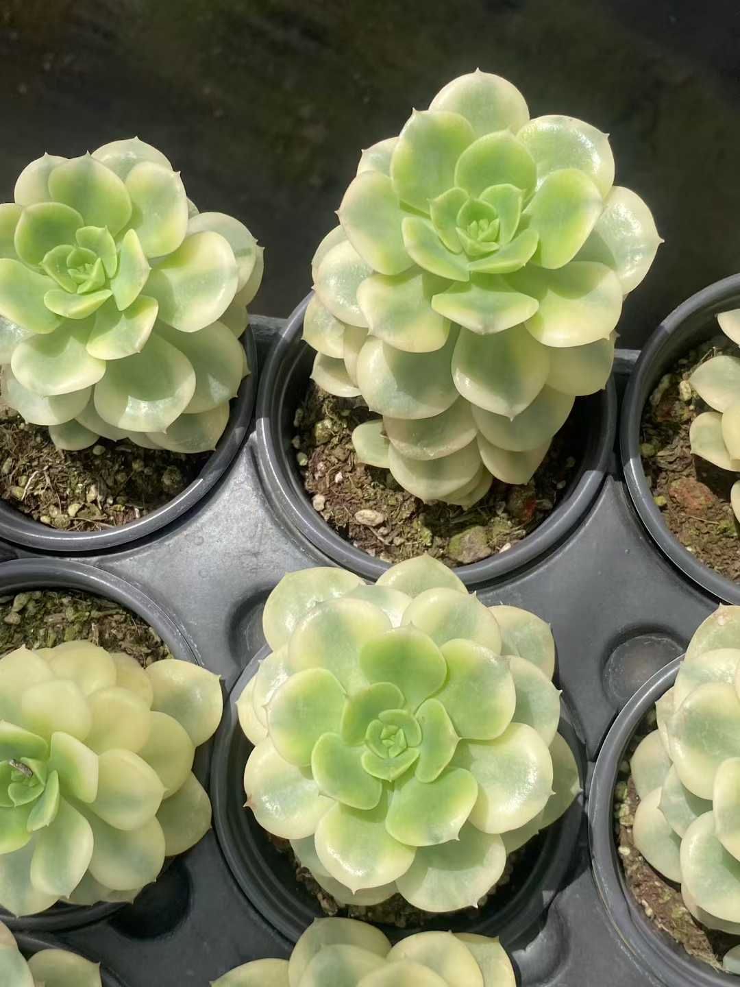 18株の抜き苗セット ニックサナー錦 多肉植物 佐川急便発送 エケベリア 韓国苗 MY447