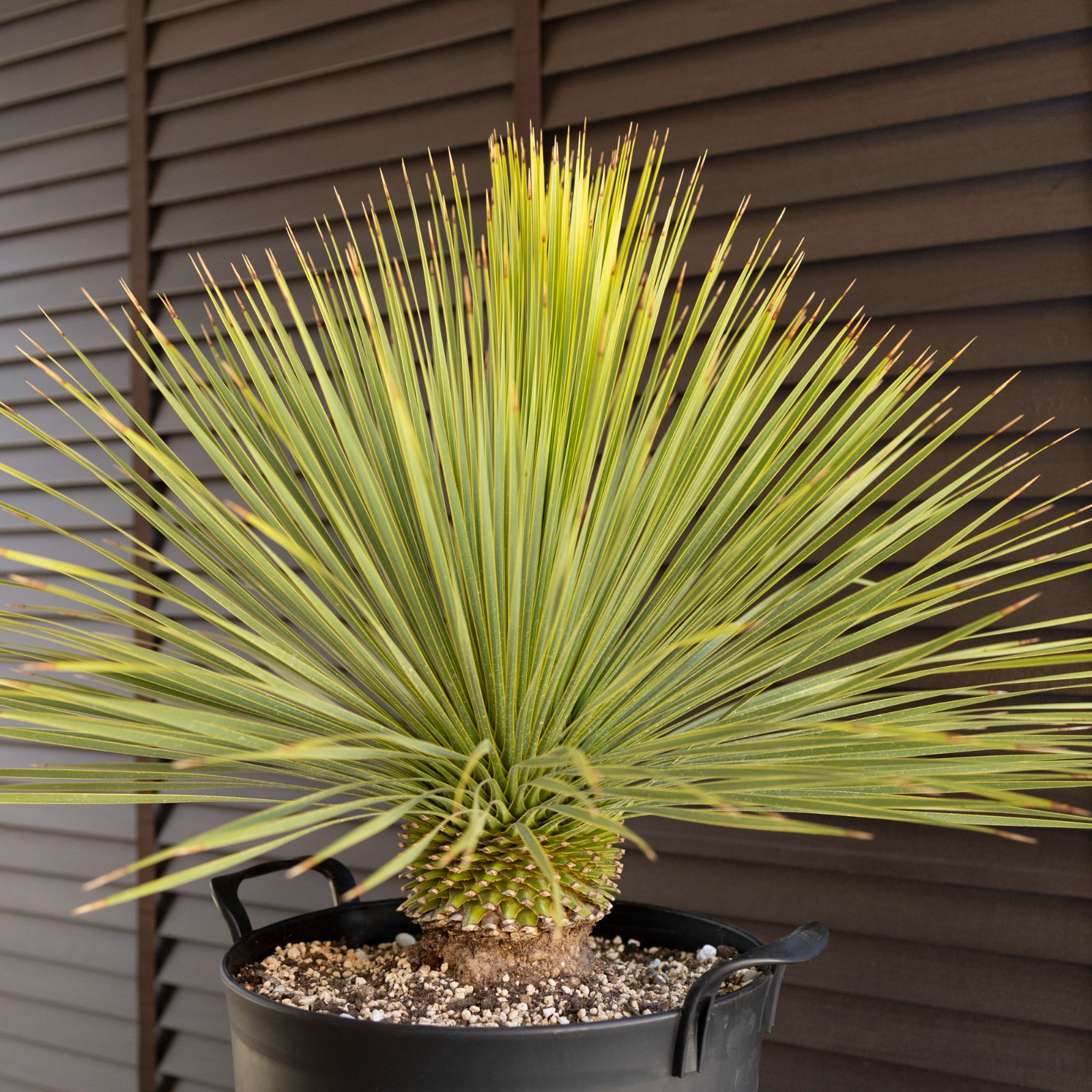 国産 ユッカ ロストラータ Rostrata 10号 細葉タイプ 庭木 観葉植物