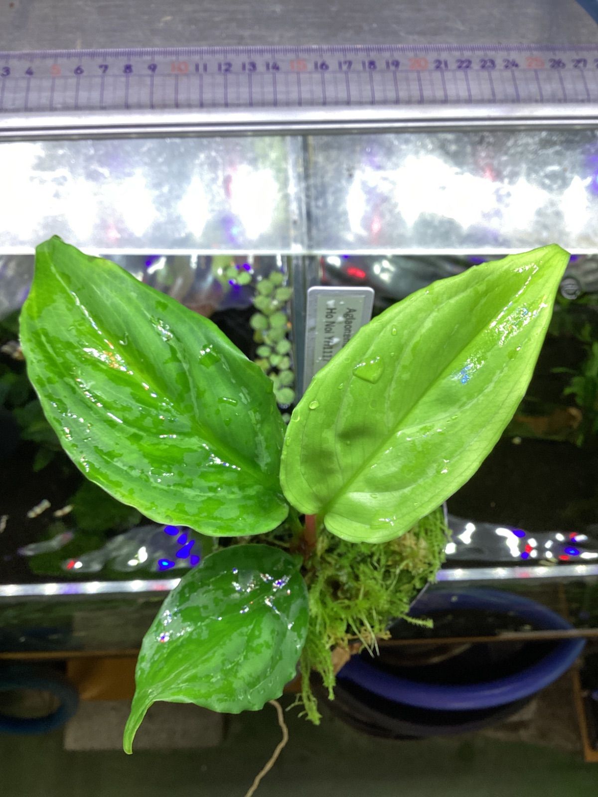 Rubanchou☆リュバンシュ☆吉川ひなの☆サイドチェスト☆ナイトテーブル