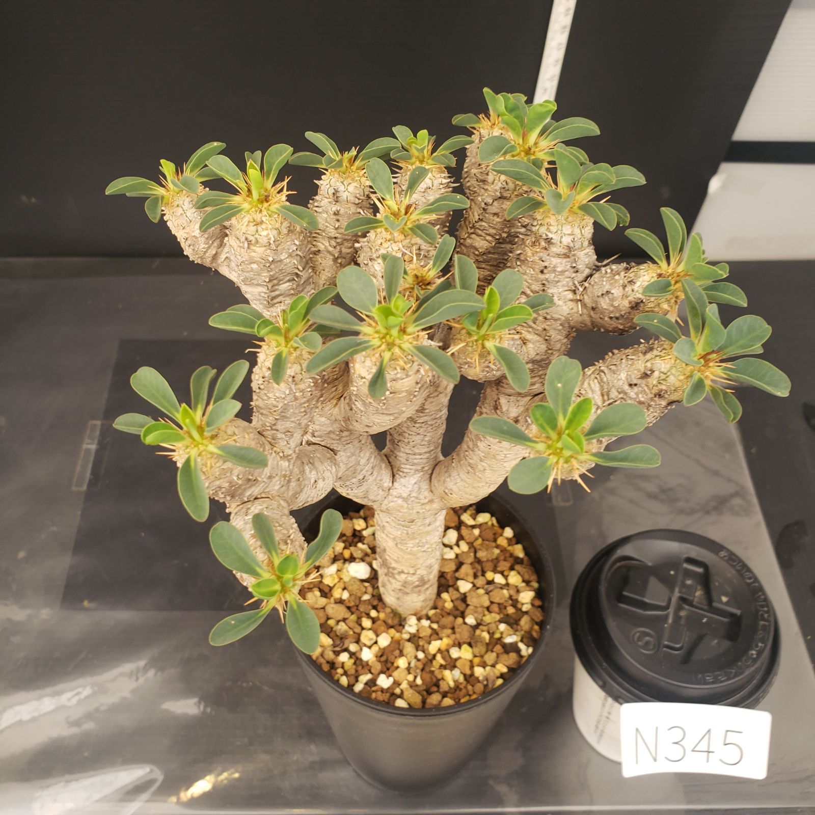 ユーフォルビア　ギラウミニアナ　現地球　発根株　（鉢付き） ユーフォルビア ギラウミニアナ 現地球 発根済 ユーフォルビア