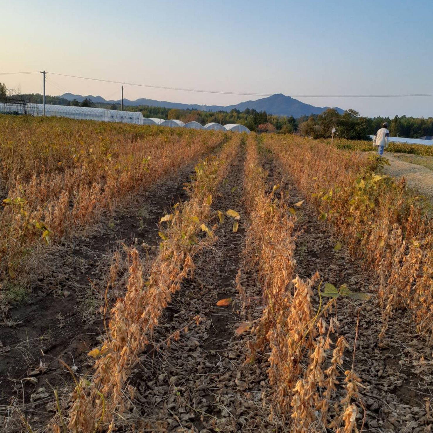 自然栽培　幻の大豆『八天狗』15kg 熊本県産 自然栽培 幻の大豆 『八天狗』15kg 熊本県産 【公式通販】