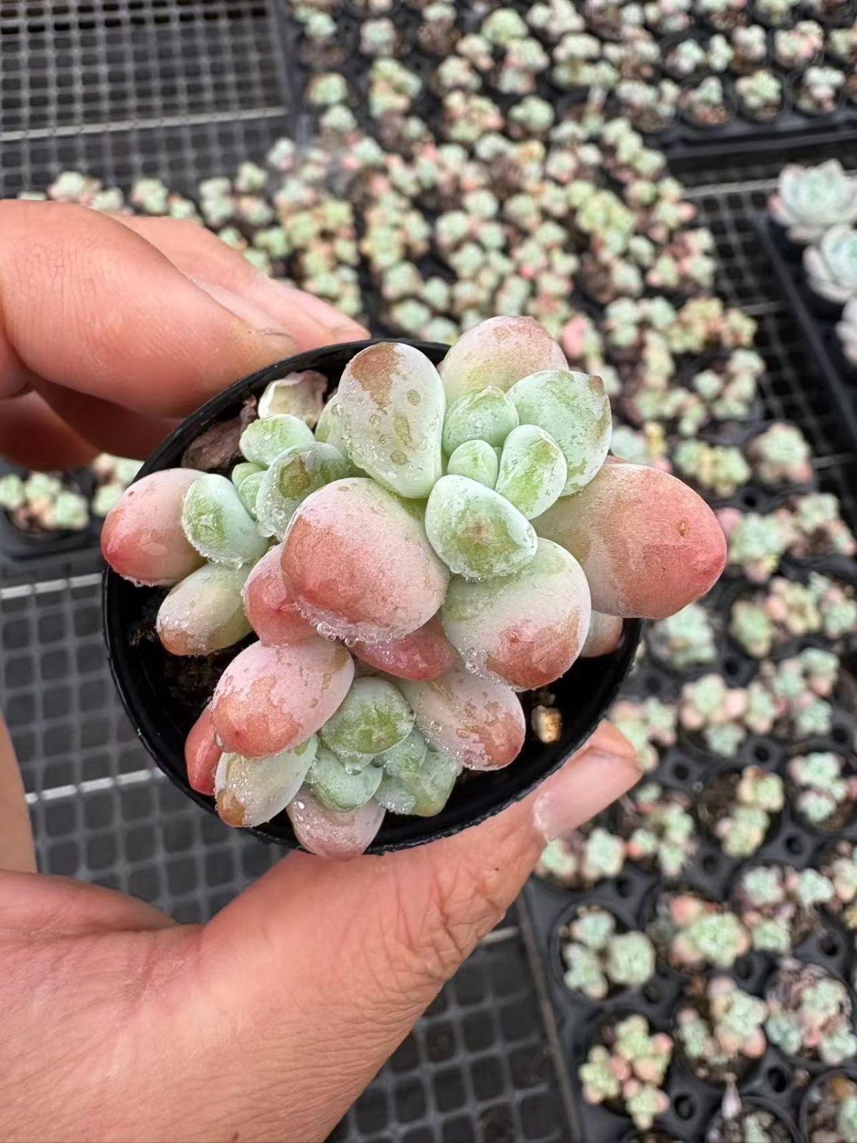 50株の抜き苗セット】ローシン 多肉植物 佐川急便発送 エケベリア 韓国