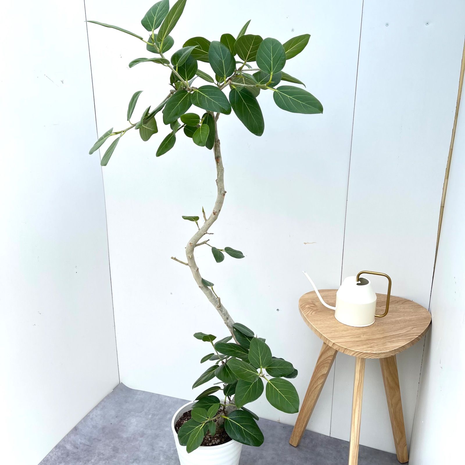 フィカス ベンガレンシス コレクション 曲がり 6【現品】観葉植物 大型