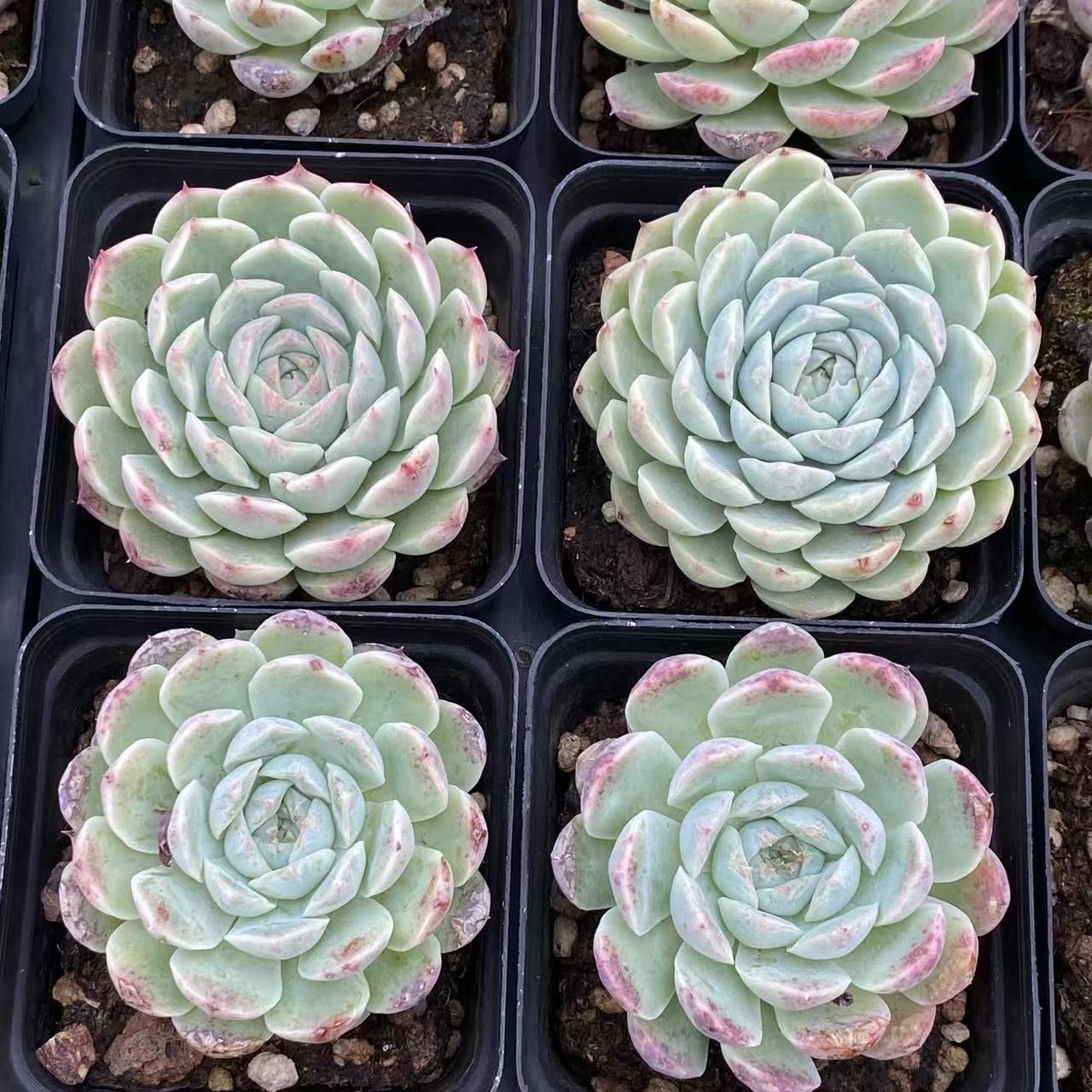 デカベリア 多頭♥️ミモザ♥️巨大エケベリア多肉 抜き苗 デカベリア 多頭♥️ミモザ♥️巨大エケベリア多肉 抜き苗