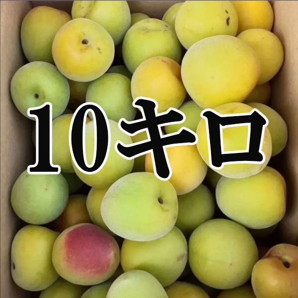 青梅 生梅 10kg 南高梅 M〜2Lサイズ混合 和歌山県産 梅干しや梅酒やシロップ作りに
