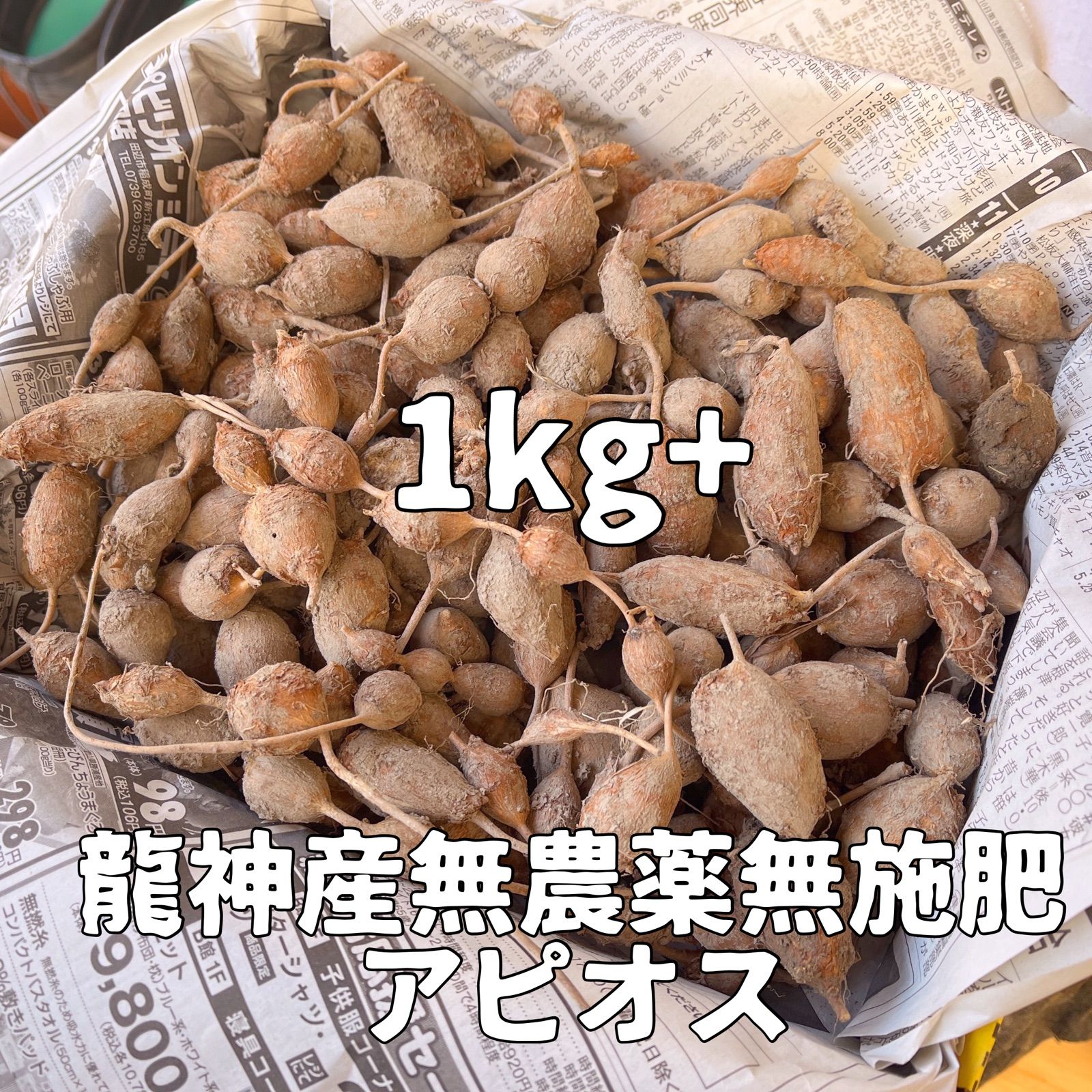 58%OFF!】 アピオス大サイズ１kg