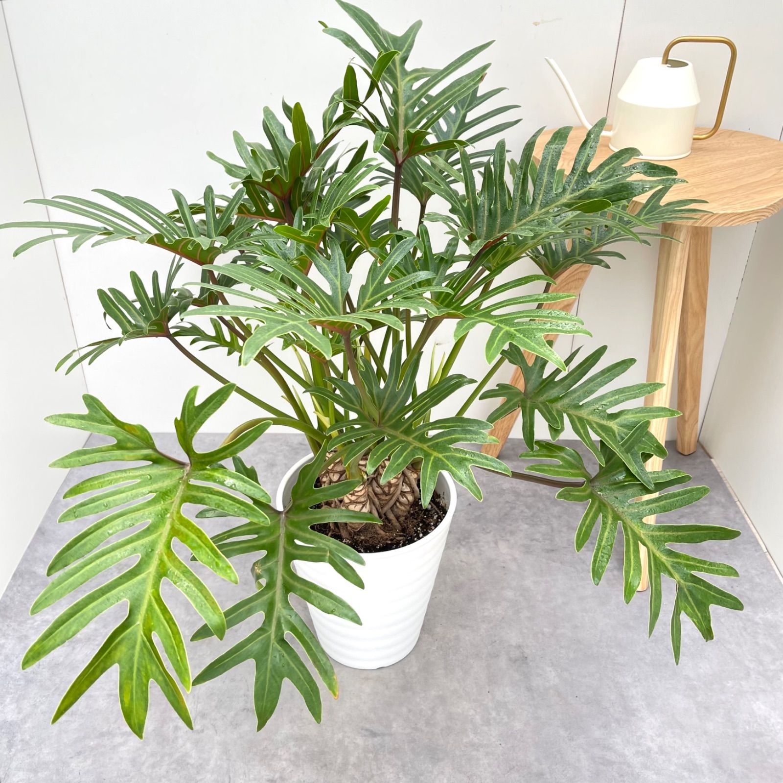 現品 A級品