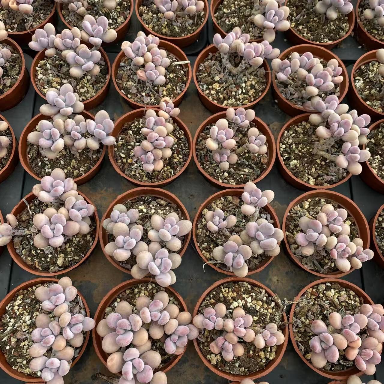 抜き苗 多肉植物