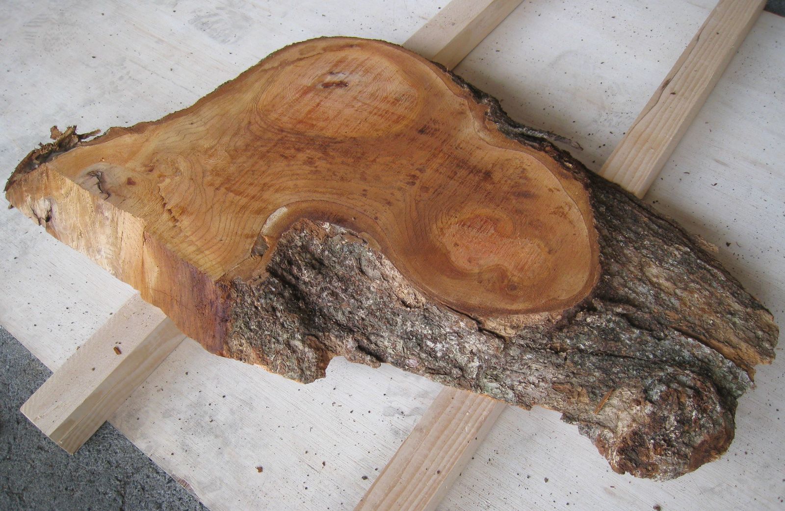 小売業者 欅 天然木 無垢 欅（ケヤキ）一枚板テーブル用がたくさん展示