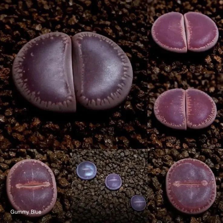 リトープス 日輪玉系 KOコロナ Lithops aucampiae 'Corona-KO' 種子